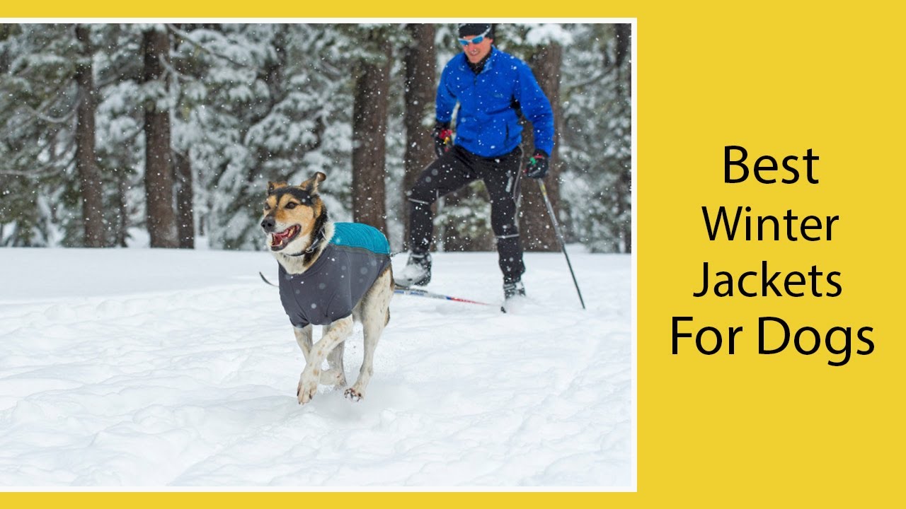 Best Winter Jackets For Dogs || Dog Winter Coat