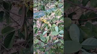 19122021Qhia Tshuaj Me Nyuam Mob Noob Qaus Niam Tsab Yeeb Thoj Xov Tooj 0964062713