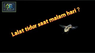 Kemana lalat saat malam hari? Apakah lalat tidur?
