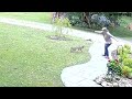 Rabid fox attacks mum in garden  dogtooth media