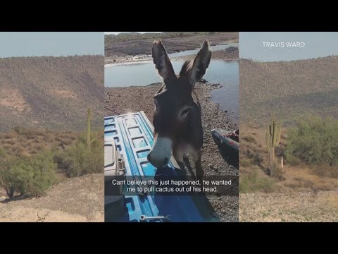 Man helps remove cactus spines from wild donkey at Lake Pleasant