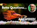 Betta fish faqs expert advice for all your questions