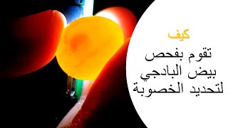 Muhabbet Kuşlarımızın Yumurtalarının Döllenmiş Olup Olmadığını Bilmek Nasıl