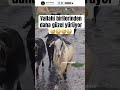 Yürüyen keçi#keçi #hayvanlar #hayvan #çoban #hayvanlaralemi #hayvancılık #sheep #eğlence #comedy