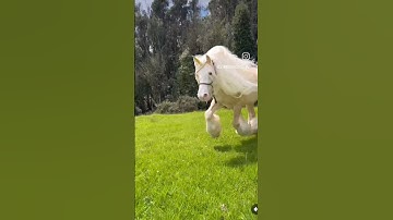 UNICORNS ARE REAL‼️ 🦄 #streamhorsetv #unicorn #horse #dream #fantasy #beauty #magical #cosplay #cute