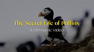 The Secret Life Of Puffins - A cinematic video | Ujval Pasupuleti