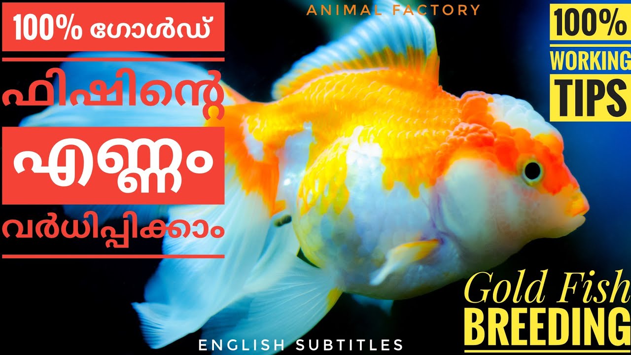 Gold Fish Breeding 100 Working Tips Malayalam Animal Factory Youtube