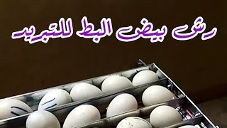شرح كامل لتفريخ بيض البط وطريقه الرش و التبريدت  01007299658