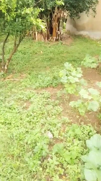 I REALLY LOVE NATURE, GOD IS WONDERFUL