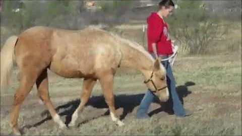 SRSU Lizzys Diamond  - Walking