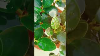 Ficus Microcarpa Compacta Plants Indoor Plant To Buy Visit My Instagram Page Link In Bio