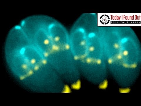 فيديو: The Parasite That Could Be Living Inside You Right Now، Toxoplasma Gondii