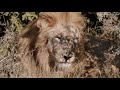 Rhulani safari lodge  official promotional 2018