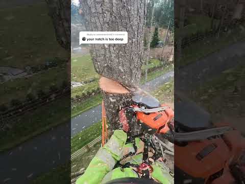 Climbing Arborist removing a tree in a tight spot!