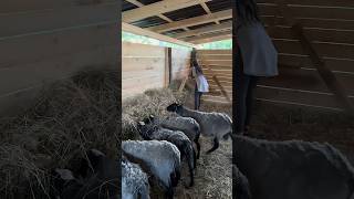 🌿🐏 #priroda #selo #zivotnaselu #viral #balkan #mir