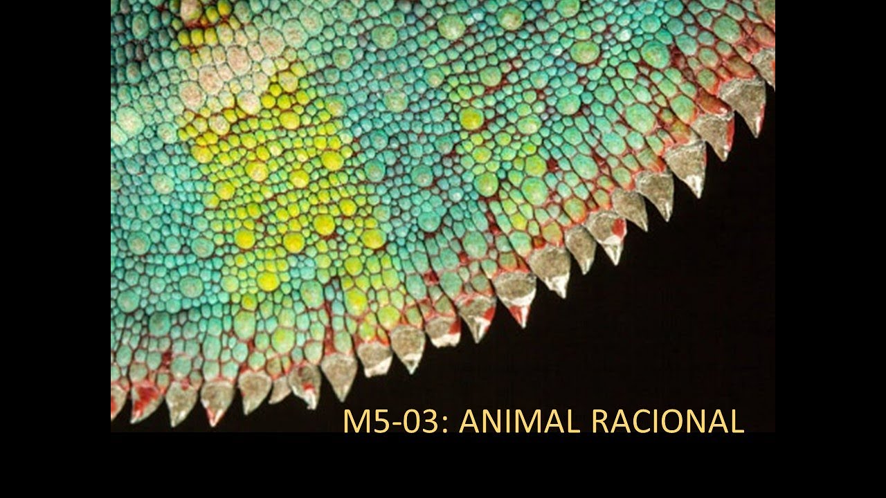 ADAPTABLE. Vídeo M5-03: ANIMAL RACIONAL - YouTube