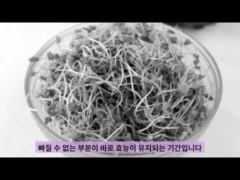 글루타치온의 반감기는 10분 브로콜리 새싹의 설포라판은 2~3일 동안 글루타치온의 생성을 돕는다
