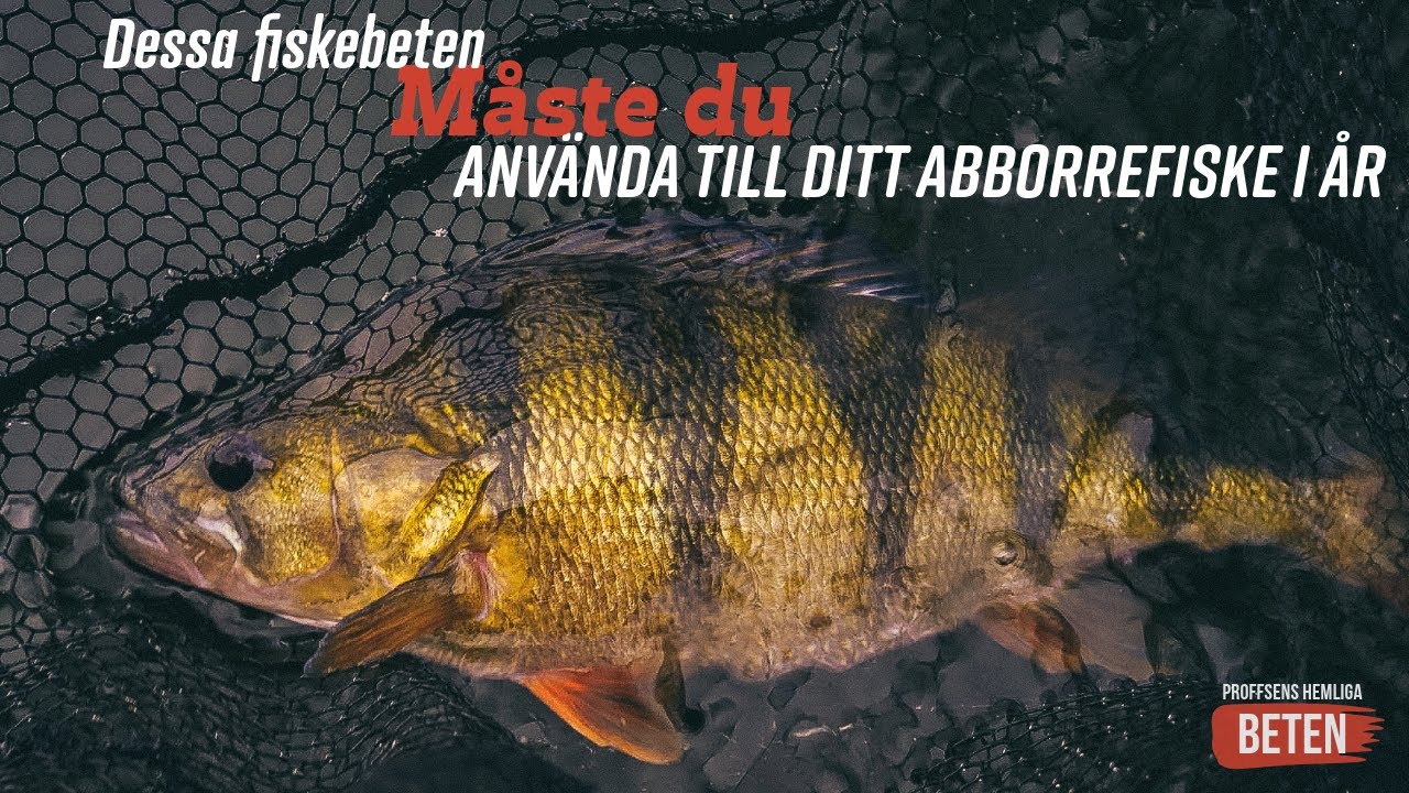 Bästa Fiskebeten för Abborre Tidigt på Våren: Proffset 