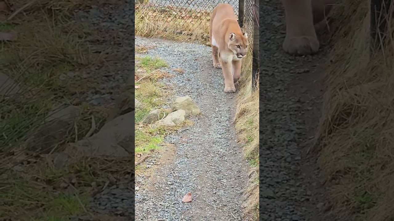 What if you meet agile cougars in the wild? I ❤️ these cougars Vancouver Canada  🇨🇦 #20