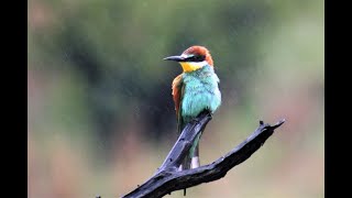 Relaxante, Nature Relaxation : Son de la pluie, Chant des bols tibétains et les oiseaux chantant