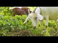 Documentaire  leveur cabri  la runion 974 documentary farmer goat by stan araboux