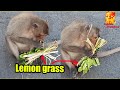 Can you eat ??????..The monkey wants to try eat lemongrass