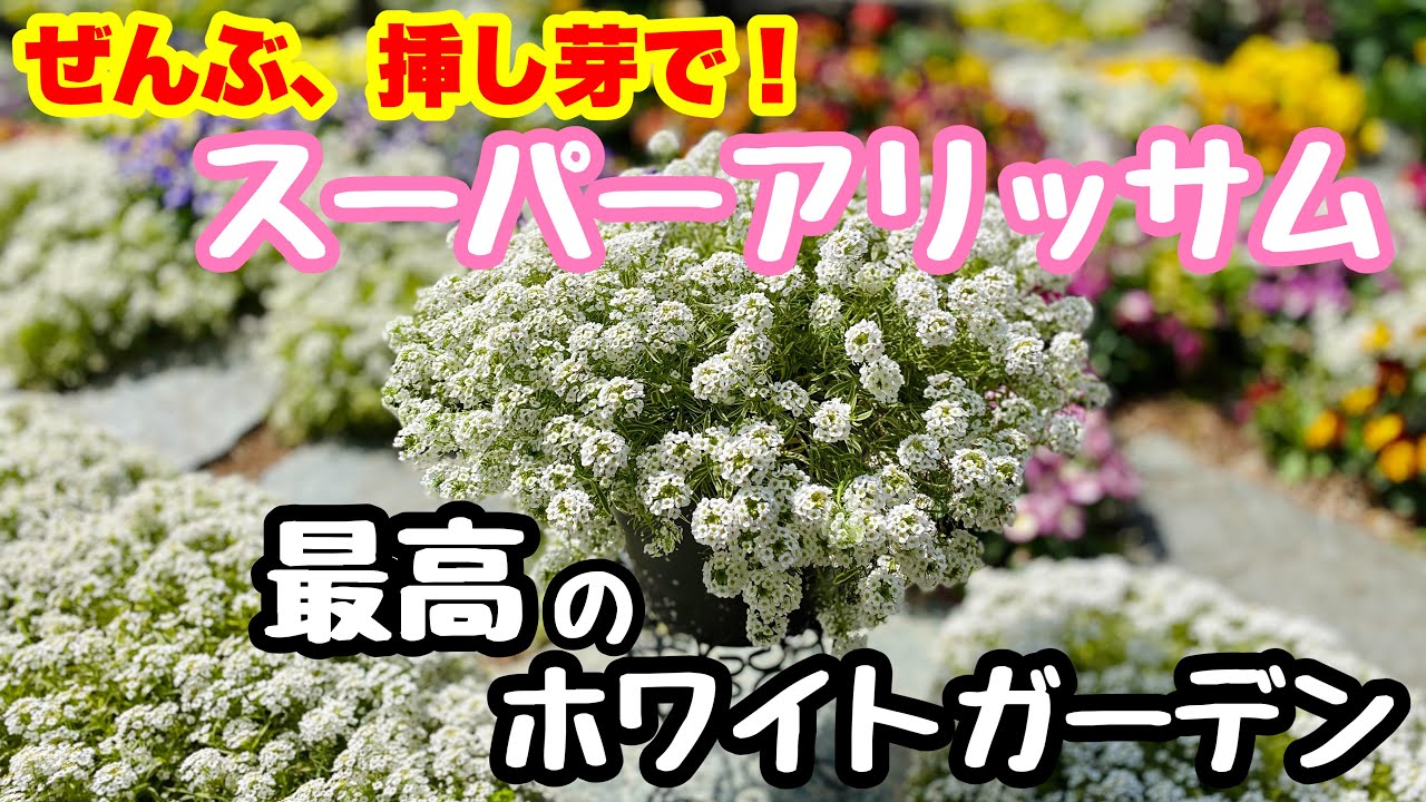 新しい芽 ハーレー用パーツ カスタムパーツの通信販売 ネオファクトリー