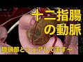 【十二指腸の動脈】膵頭部とシェアしてます〜