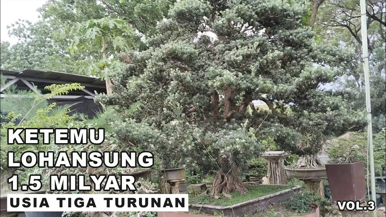 REVIEW KOLEKSI BONSAI "SUPER-SUPER DI GRAHA PRIMA" MILIK KANG UJANG (BKKB VOL.3)