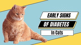 Early Symptoms Of Diabetes In Cats - Don't Miss the Clues