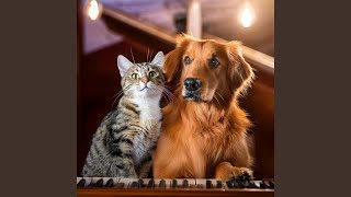 Soft Chords for Pet Bliss