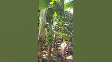 CHĂM SÓC BUỒNG CHUỐI CẤY MÔ TRỔ CHẬM