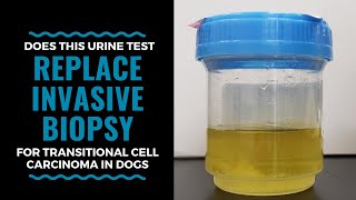 Does This Urine Test Replace Invasive Biopsy For Transitional Cell Carcinoma In Dogs?: Vlog 110