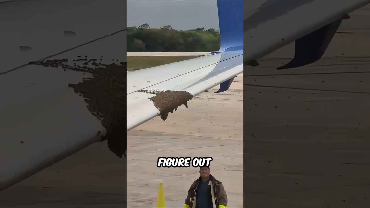 A Swarm Of Bees Took Over A Plane Before Takeoff 🐝✈️
