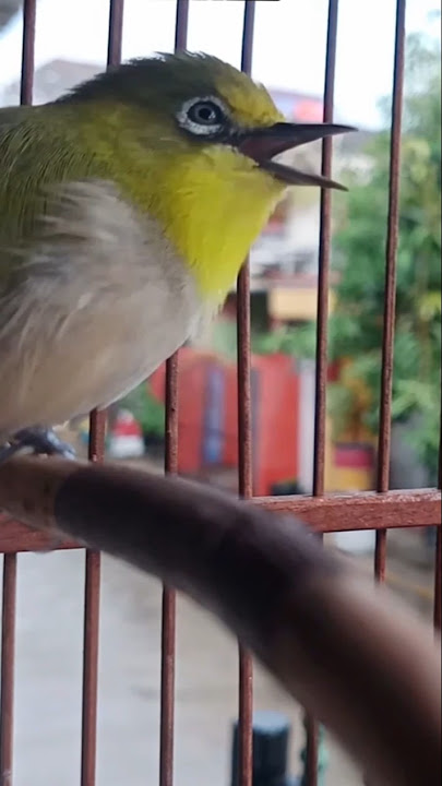 Suara call Pleci Monty jantan bikin naikin birahi bunyi #shortsvideo #shortvideo #plecimonty