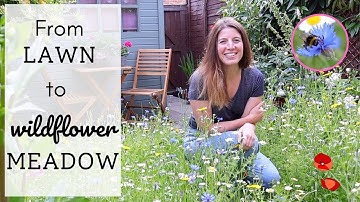 I Planted A Wildflower Meadow 🌼🐝🦋| Amazing Lawn Transformation | From Seeds to Blooms