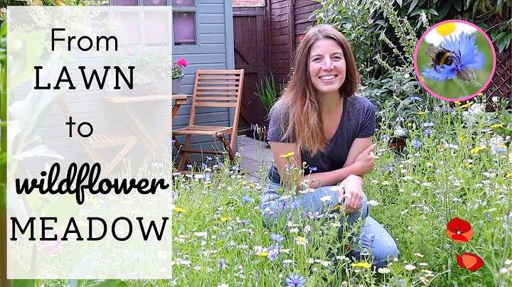 I Planted A Wildflower Meadow 🌼🐝🦋| Amazing Lawn Transformation | From Seeds to Blooms - DayDayNews