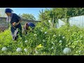 Harvesting Unripe TOMATOES and CUCUMBERS and Making Pickle