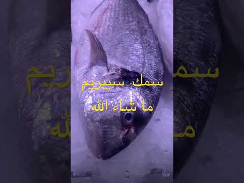 من اجمل انواع الاسماك الدنيس او اسمه سيبريم