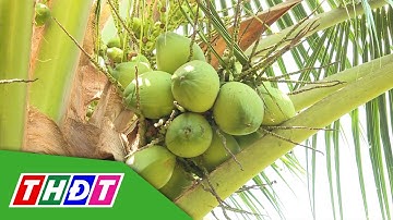 Vùng nguyên liệu nông sản lao đao vì hạn mặn | THDT