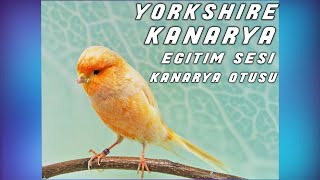 Yorkshire Kanarya Eğitim Sesi / Yorkshire Kanarya Ötüşü Resimi