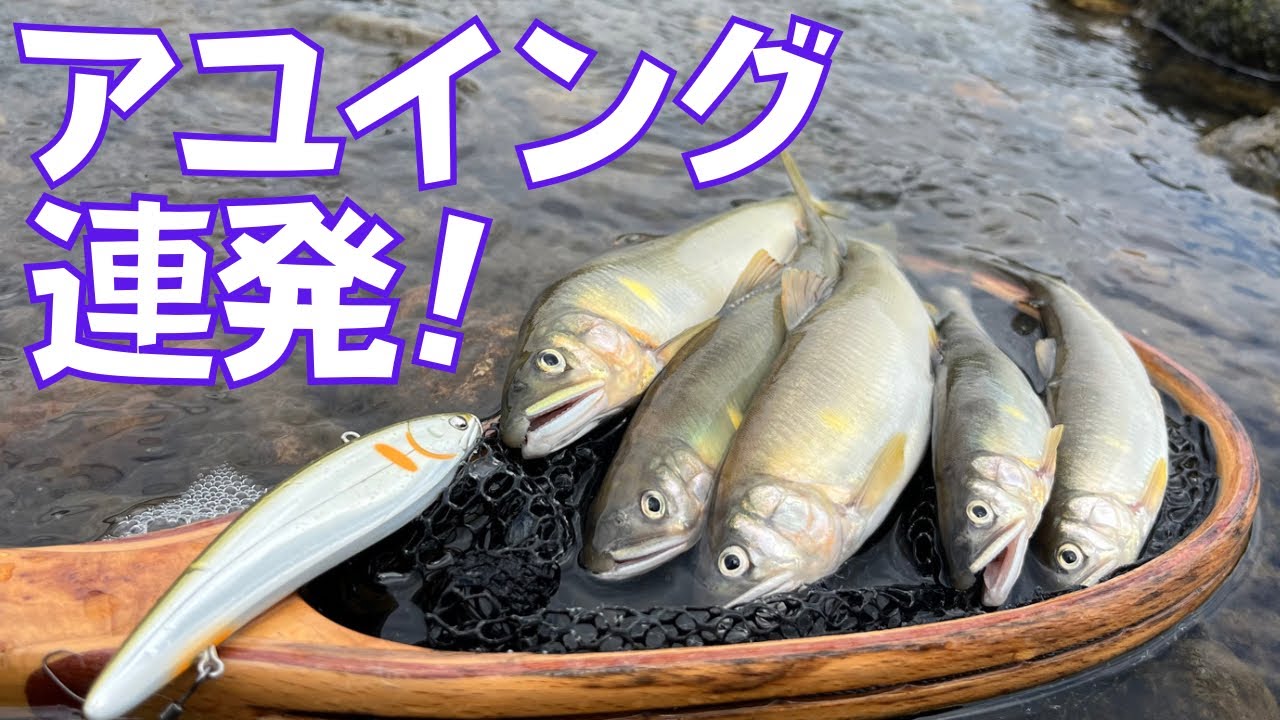 アユイングが釣れない方へ！ルアーで鮎が爆釣した事実を見てほしい