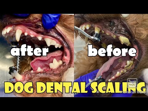 Video: Cara Menghilangkan Karang Gigi Pada Anjing