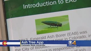 App Helps Target Emerald Ash Borer