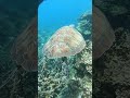 #turtle #freedive #freediverlife #freedivers #freedivewithturtle #kohtao #thailand #freedivergirl