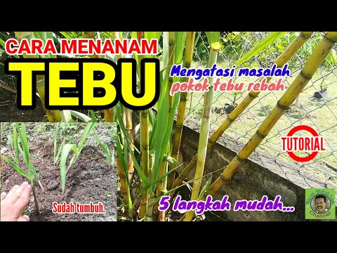 Video: Menanam Tebu Baharu: Ketahui Mengenai Kaedah Pembiakan Tebu