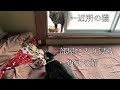 人ん家で近所の猫と縄張り争いをする居候の猫 a resident cat who fights for territory with neighboring cats in my house