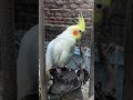 #birds #facts #amazingfacts #birdsounds #knowledge #new #fact360bd #trending #amazing #viral