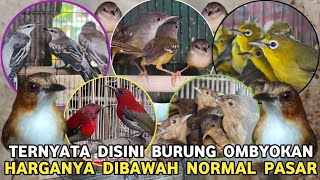 DILUAR NALAR || PALING MURAH HARGA DIBAWAH PASARAN KOLIBRI JTN 50 RIBU OMBYOKAN 15 RIBUAN 