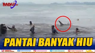 Fenomena Hiu Terdampar, Air Laut Dalam Naik Kepermukaan